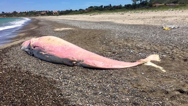 Cefalù Trovata In Spiaggia Una Carcassa Di Capodoglio Rosa